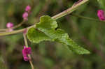 Coral vine